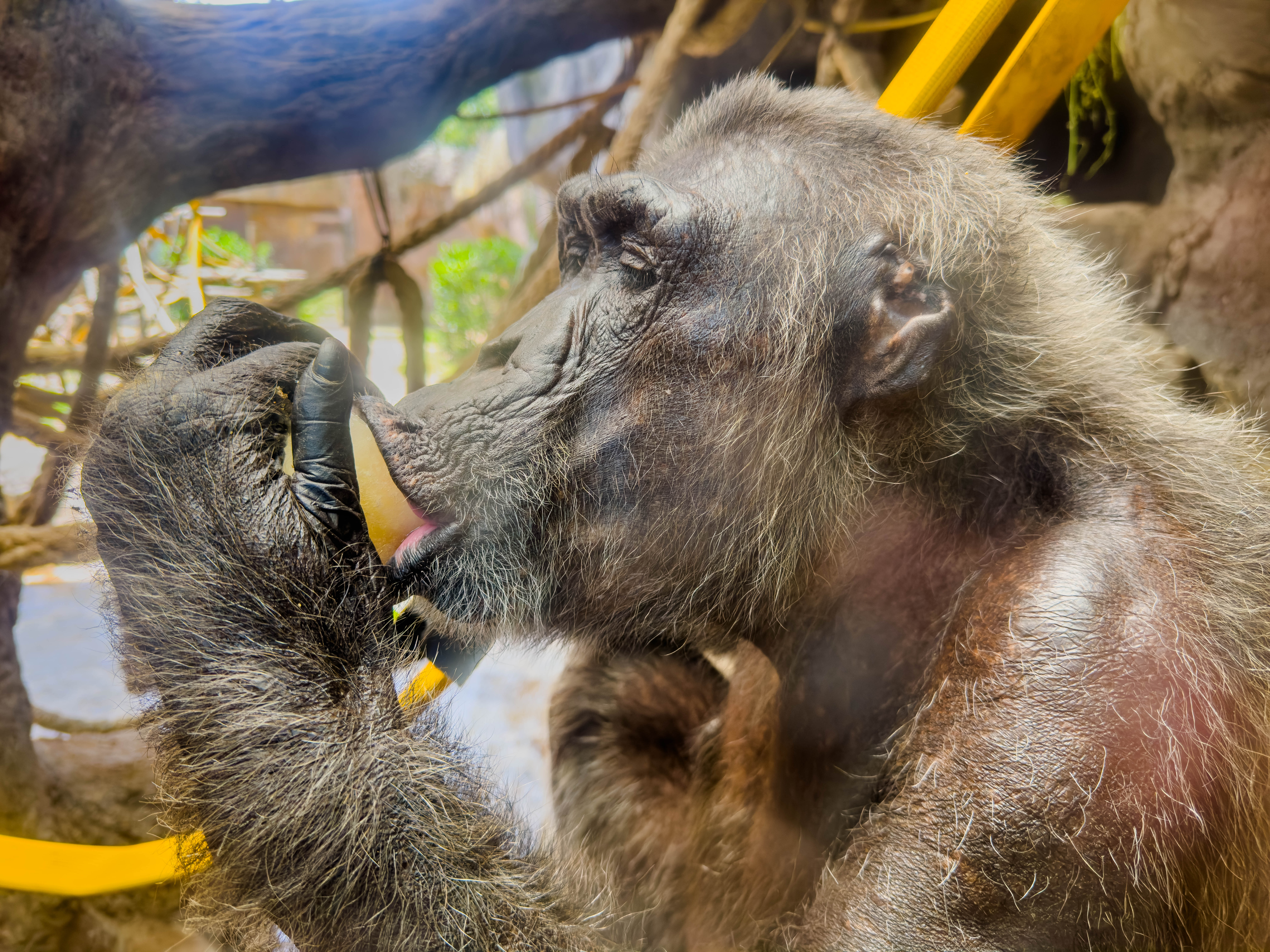 Ximpanze menjant fruita