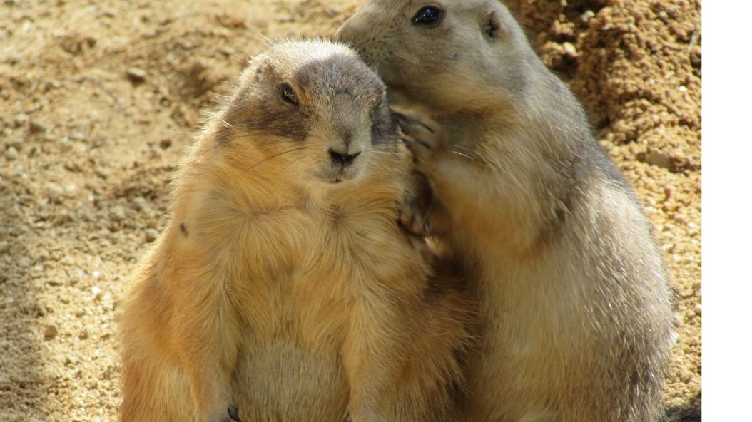 zoo barcelona