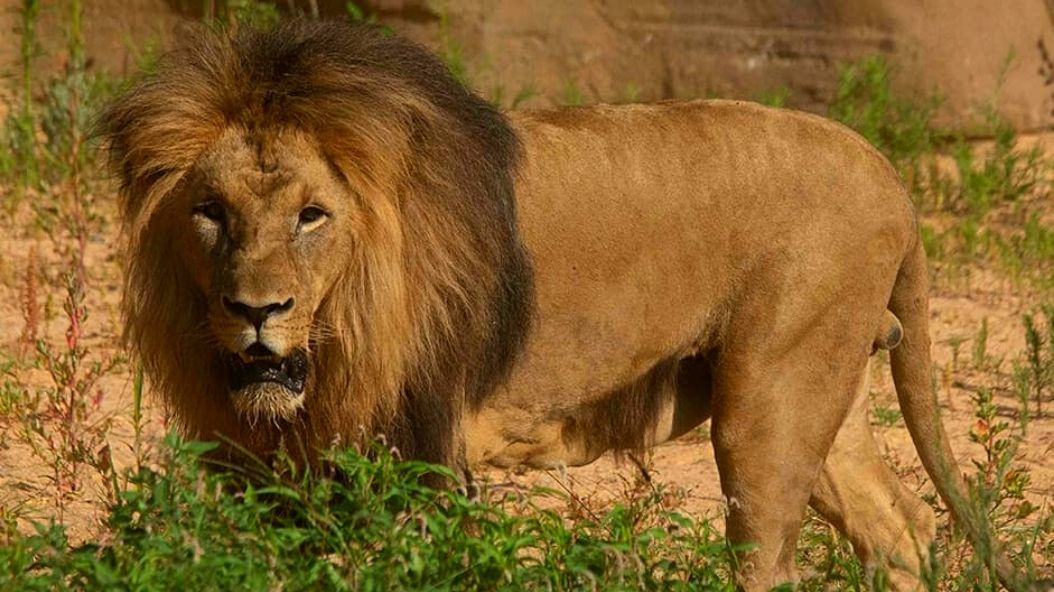 The Zoo's lions have a new home! | Zoo Barcelona