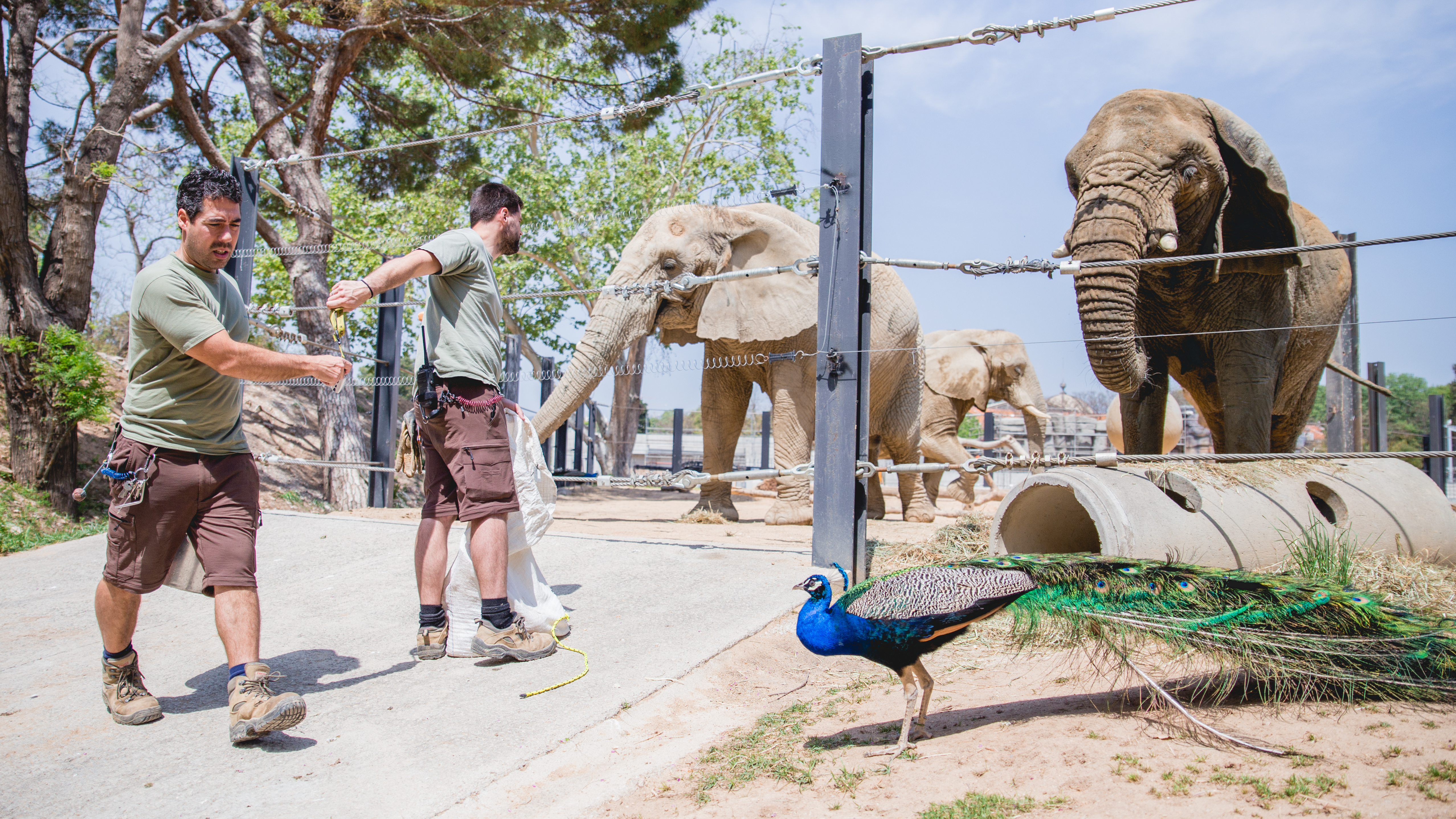Elefantes africanes al Zoo de Barcelona