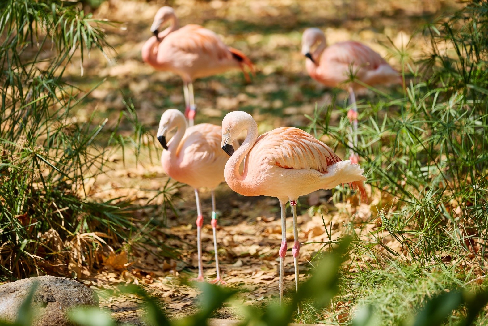 flamencs