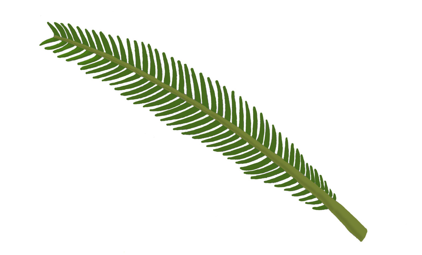 Japanese salgo palm