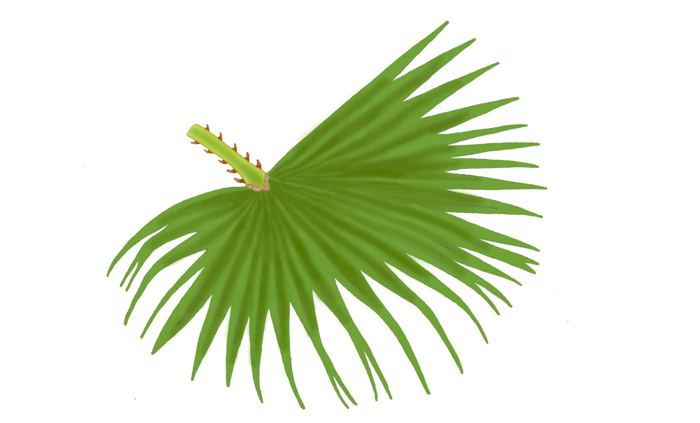 Desert fan palm