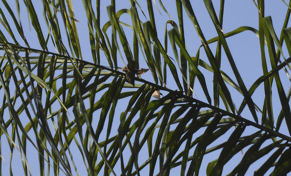 Cocos plumosa