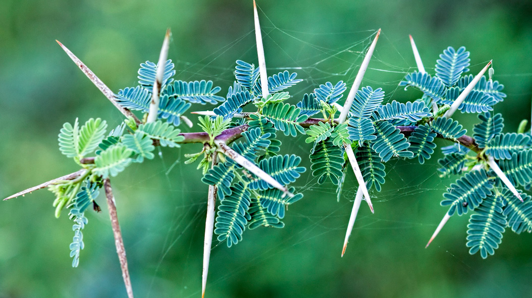 Egyptian acacia