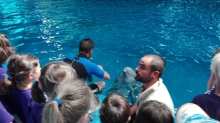 dofins amb els petits veterinaris i cuidadors