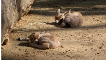 Crías de gacela dorcas Zoo de Barcelona