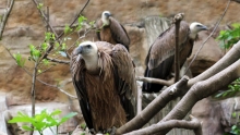 Voltor comú, Gyps fulvus