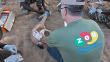 Beques Fundació Barcelona Zoo 2020