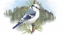 Mallarenga siberiana. Àlex Mascarell