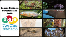 Atorgades les beques de la Fundació Barcelona Zoo 2020