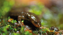 Tritons del Montseny nascuts al Zoo s’alliberen a la natura
