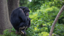 Atorgades les beques de la Fundació Barcelona Zoo 2021