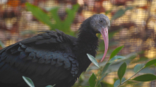 ibis