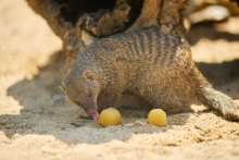 mangostes amb gelats