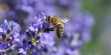 biodiversitat 
