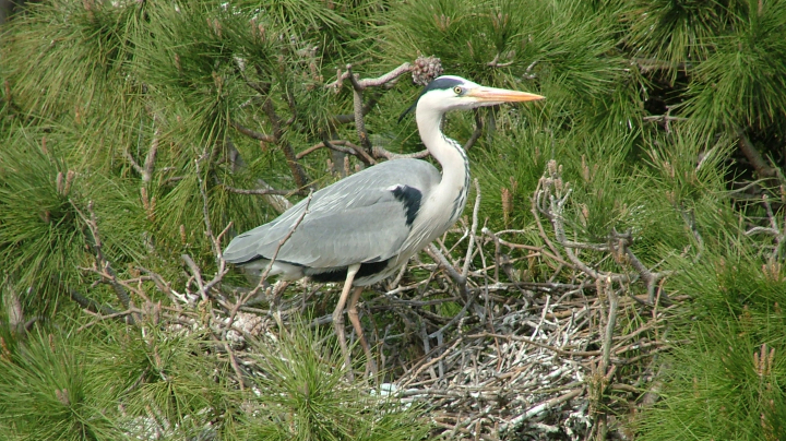 Atlas de aves nidificantes autóctonas