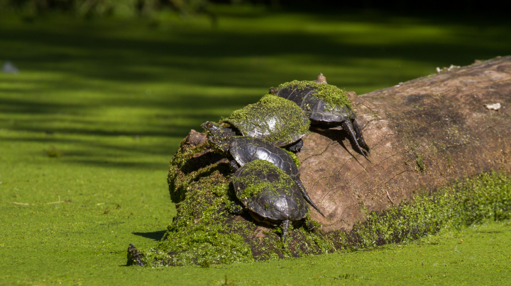 Ecologia de la tortuga d’estany