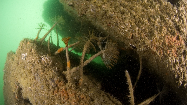 Monitoring of the reef park