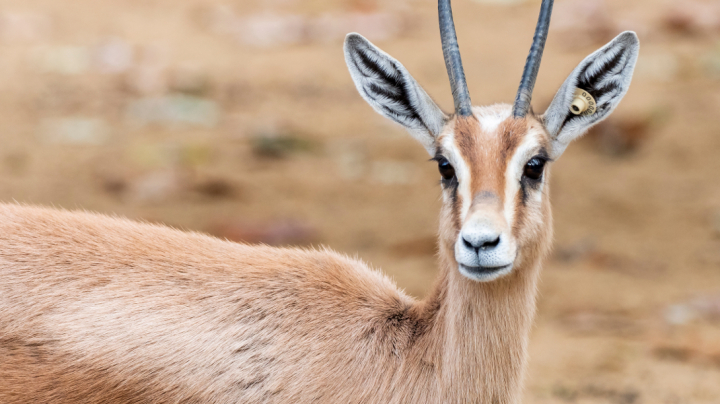 Reintroducció de gasela dorcas