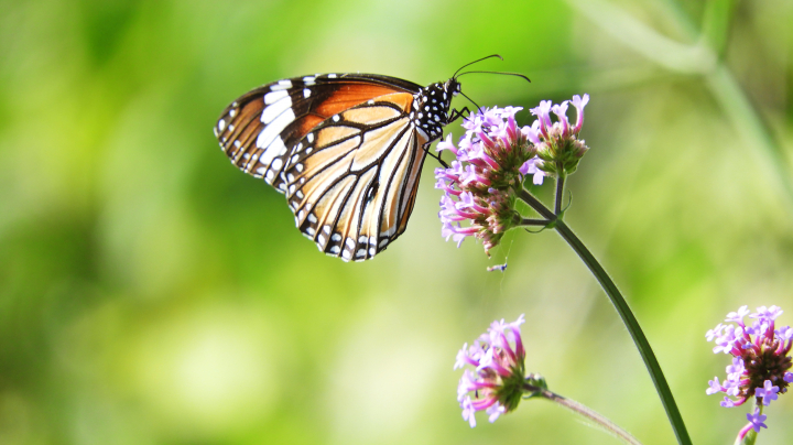 New guide to diurnal butterflies