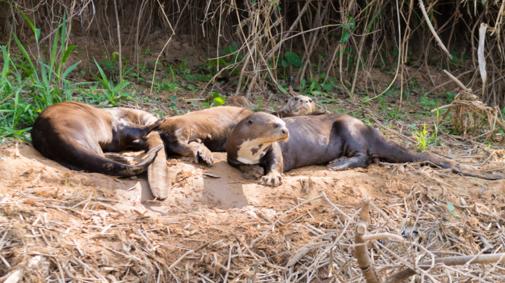 Giant otter in Colombia