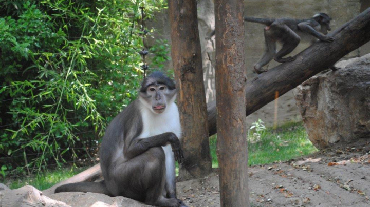 Conservación del mangabey en Ghana