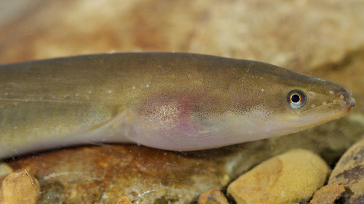 Migracions de peixos a l’Ebre