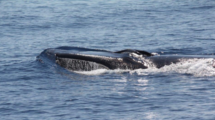 Mediterranean apex predators