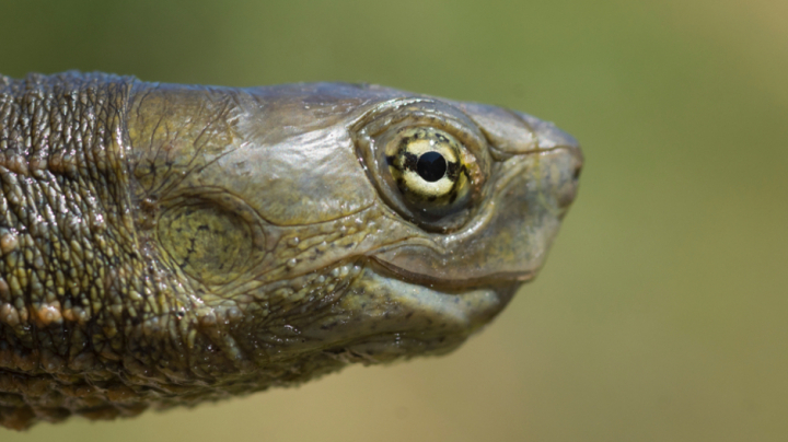 Native turtle reproduction