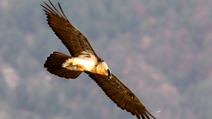 Residuos de medicamentos en aves