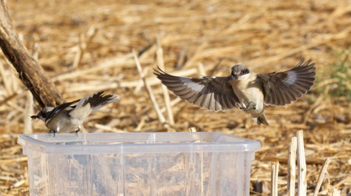 Biodiversidad en las tierras de poniente