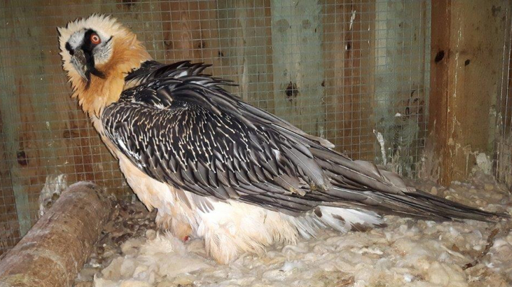 Conservación del quebrantahuesos