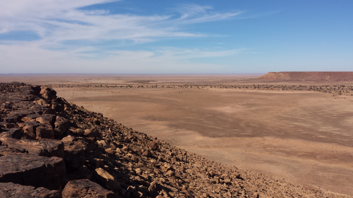 Ungulates in the northern Sahara