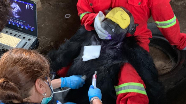 Conservació del ximpanzé a Zàmbia