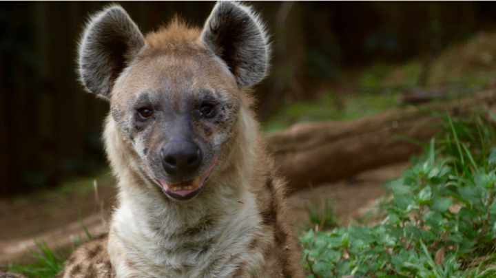 Study of the spotted hyena in Kenya