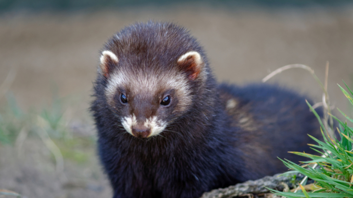 Recovering the European polecat