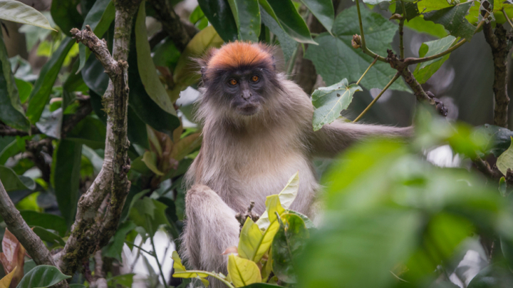 Estudios de conservación urgentes del colobo rojo ugandés