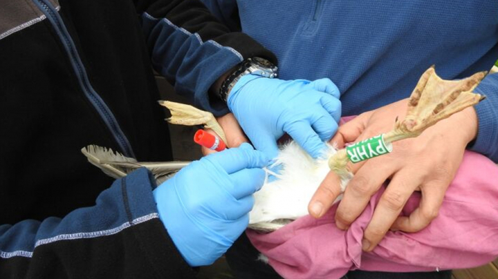 Ecología de la gaviota patiamarilla y la dispersión de patógenos