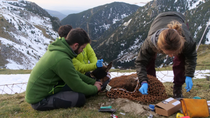 Satellite monitoring of chamois movement patterns