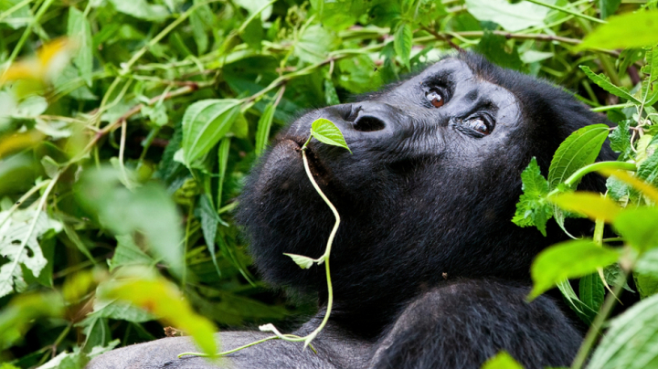 Comerç il·legal de carn de primats a Uganda