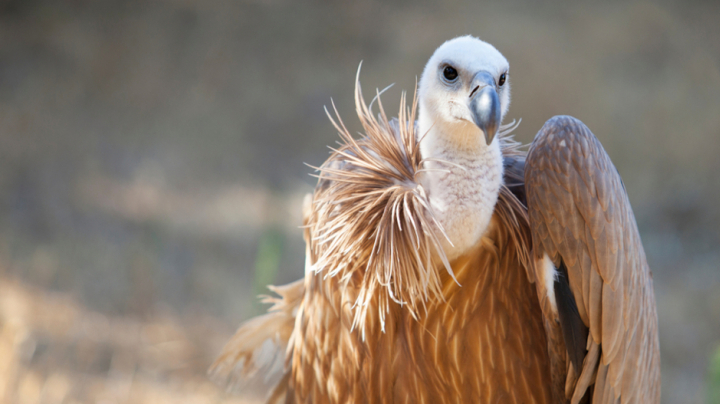 Presence of drugs in the blood of Griffon vultures