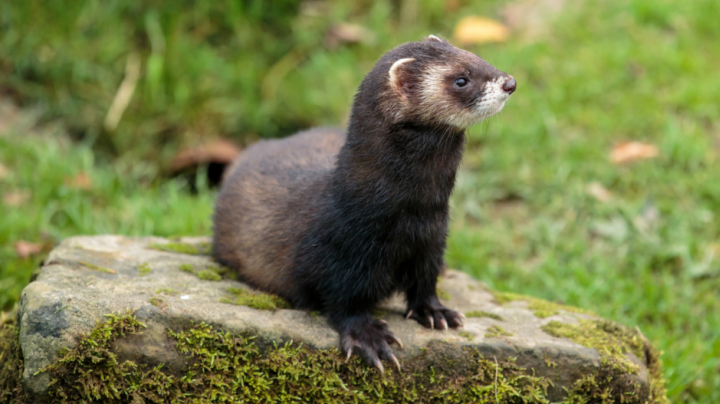 Recovering the European polecat