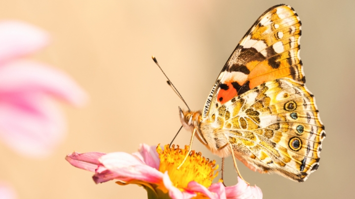 Las mariposas mediterráneas conocen a los leones