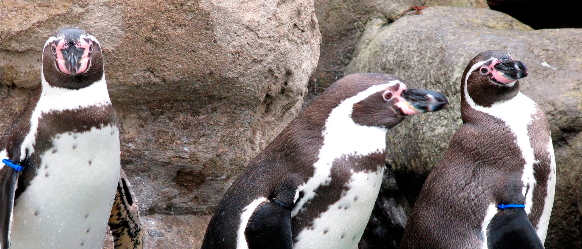 pinguinos-zoo barcelona-pinguinos barcelona