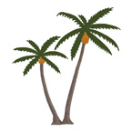 Palm