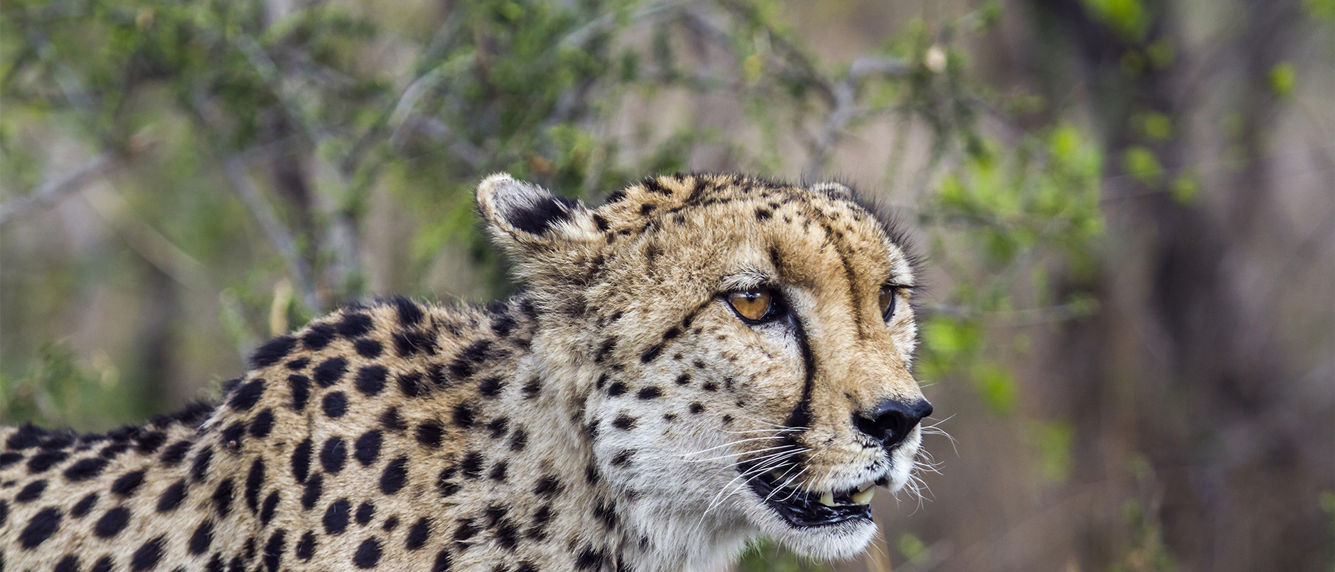 Animales Zoo de Barcelona